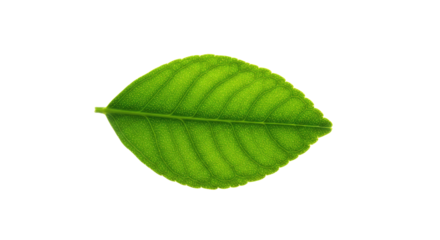 Single vibrant green leaf isolated on white 36.