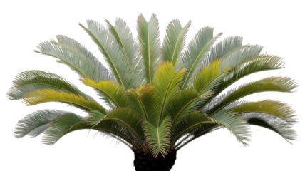 Sago palm isolated on transparent background, a popular ornamental plant for gardens and indoor spaces