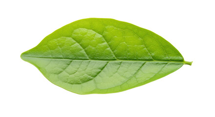 Obraz premium Single vibrant green leaf isolated on white 49.