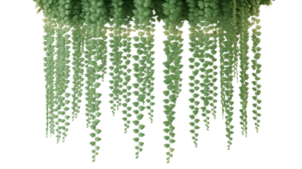 String of pearls plant hanging isolated on transparent background, senecio rowleyanus, a succulent vine with beadlike leaves