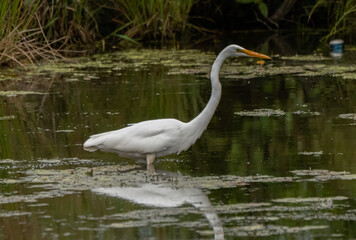 great blue heron Great White Egret