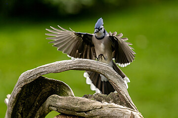 statue of a dragonBlue Jay flying onto a branch
