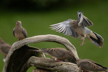 Mourning Doves on a branchpelicans on a rock