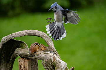 bBlue Jay in flight with chipmunk