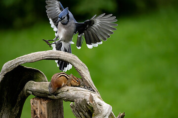vBlue Jay landing on a chipmunk