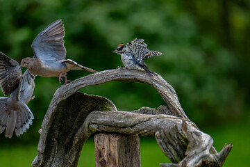 bird on a tree