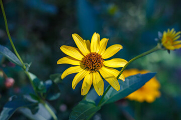 Yellow Heliopsis flower (false sunflower) in the garden, close-up with green foliage background
