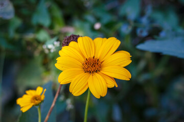 Yellow Heliopsis flower (false sunflower) in the garden, close-up with green foliage background