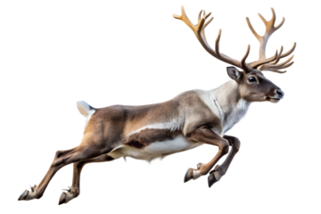Majestic Reindeer Leaping Through the Air with Large Antlers on transparent background