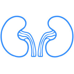 blue outline kidney illustration
