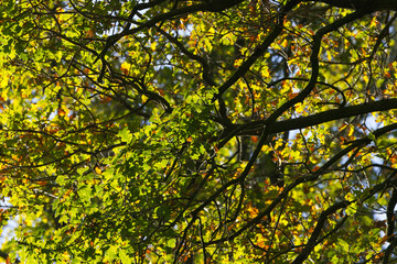 bright green oak leaves, oak leaf, reddish-brown oak leaves shine in the sun in autumn, the sun is shining, autumnal colors yellow-green leaves, branches with green foliage