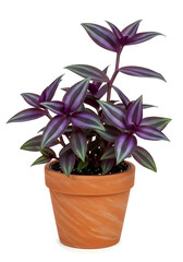 Tradescantia Zebrina in Terracotta Pot &ndash; Tanaman Tradescantia dalam Pot Tanah Liat