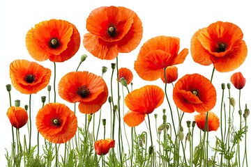 Obraz premium Group of vibrant orange poppies on a white background