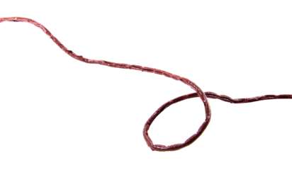 Brown leather rope, coiled into shape isolated on white background.