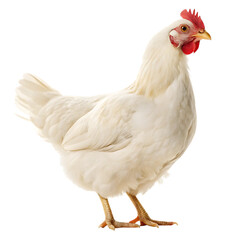 Fototapeta premium A white chicken stands against a solid black background
