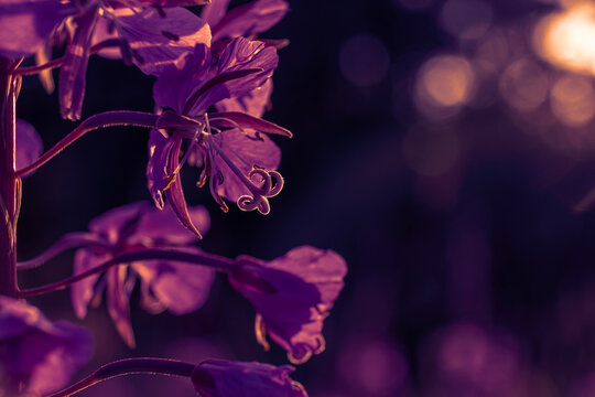 Close-up of blooming fireweed flowers in summer.