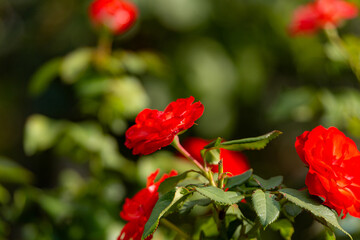 Close-Up of a Pink Rose in Bloom on Green Background