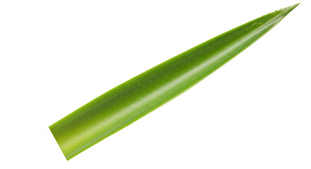 Single vibrant green leaf pointed tip.