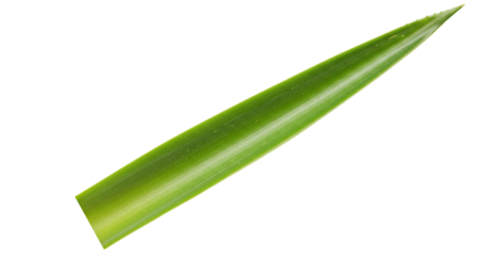 Single vibrant green leaf pointed tip.