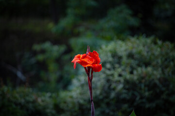 Bright Red Canna Lily Blooming Against Green Background