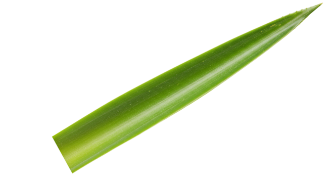 Single vibrant green leaf pointed tip.