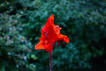 Bright Red Canna Lily Blooming Against Green Background