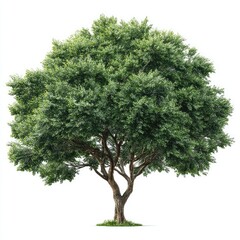 Full, lush green tree against a white background