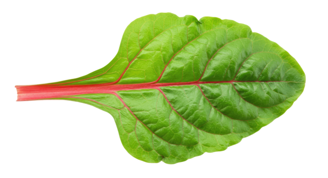 Single vibrant green leaf with red stem 1.