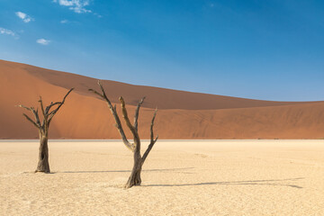 Dead Vlei - Sossuvlei