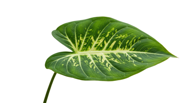 Single vibrant green leaf with yellow variegation.