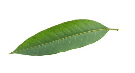 Obraz premium Single vibrant green mango leaf isolated 1.