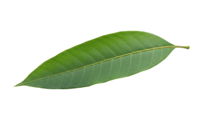 Single vibrant green mango leaf isolated 1.