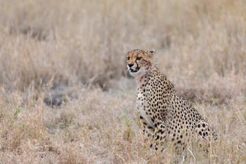 Lengau - princess cheetah