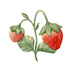Watercolor strawberries isolated on transparent background.