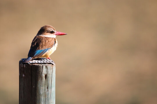 Brown-hooded kingfisher