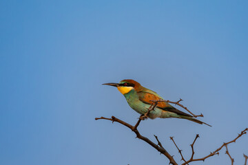 Little bee-eater