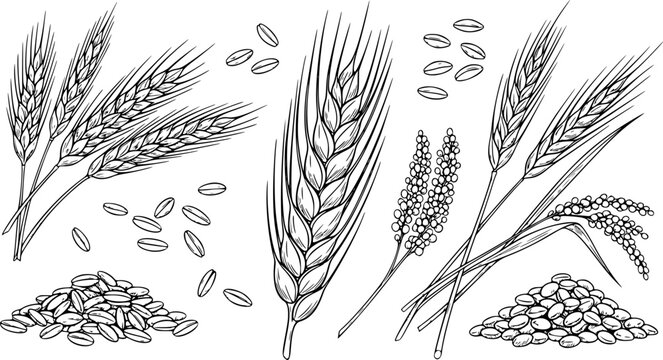 Ear of Wheat and Grain Isolated on White Background &ndash; Organic Agriculture, Barley, Rice, Millet, Natural Food and Bread Crop Vector Illustration