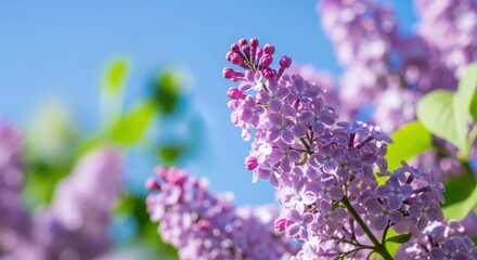 Vibrant purple lilac flowers in full bloom against a clear blue sky on a sunny spring day, capturing natural beauty and the essence of the season.