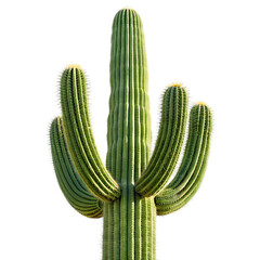 Majestic saguaro cactus against a dark background