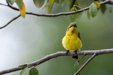 Olive-backed Sunbird, Cinnyris jugularis, Female, perching on tree branch in nature park, tiny and active sunbird of forest edges, parks, and gardens, mangrove habitat, bird at nest area