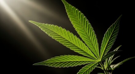 Vibrant green cannabis leaf with glowing edges, illuminated by a ray of light against a dark background, highlighting its intricate venation and texture.
