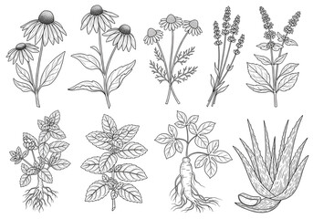 Discover nature's healing power with elegant botanical illustrations of medicinal herbs and plants
