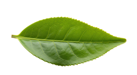 Single vibrant green tea leaf close up.