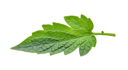 Obraz premium Single vibrant green tomato plant leaf.