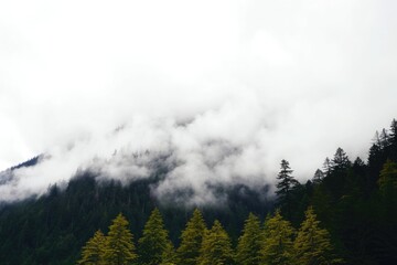 Cloudy sky and dense fog in alpine forest with tall dark green trees, low clouds shrouding the top