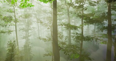 Morning light filters through dense trees in a serene forest setting. A gentle mist envelops the landscape, creating an atmosphere of calm and inspiration for peaceful wanderings.