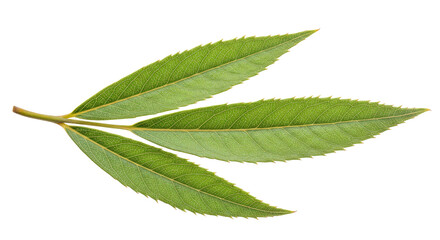 Obraz premium Three vibrant green leaves on a stem.