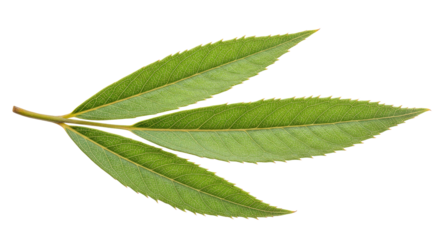 Three vibrant green leaves on a stem.
