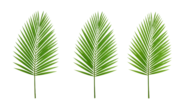 Three vibrant green palm fronds isolated.