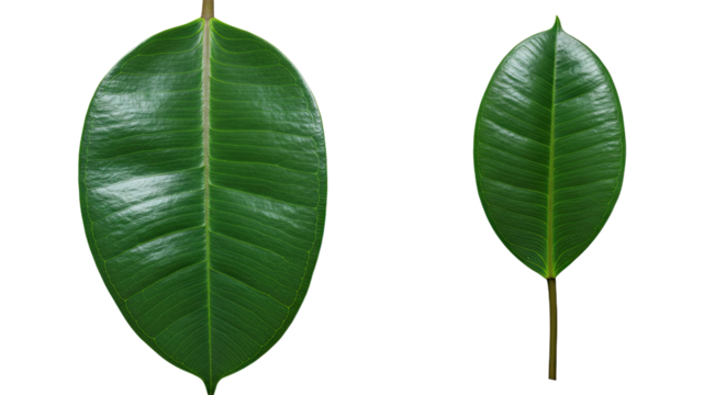 Two Ficus Elastica Leaves Size Comparison.